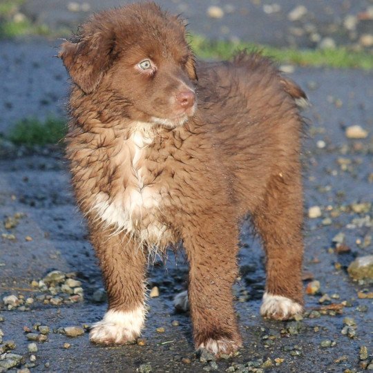 chiot Berger australien Rouge bicolore Elevage of Cree's River